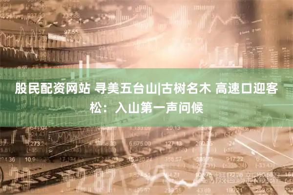 股民配资网站 寻美五台山|古树名木 高速口迎客松：入山第一声问候